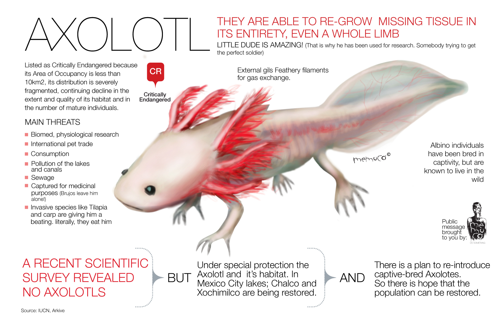 axolotl_memuco1.jpg
